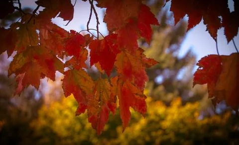 Autumn Leaves 2024 Stock Photos