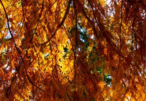 Autumn Leaves - 2024 Stock Photos