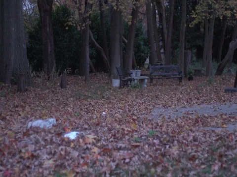 Autumn Leaves 3 Video stock 71251393