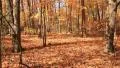 Autumn Leaves 3 Tilting Up HD Footage