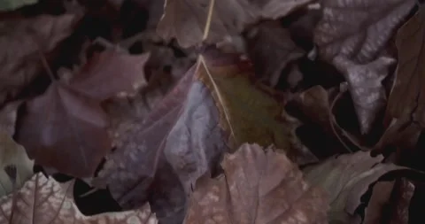 Autumn leaves 4 Stock Footage 260441620