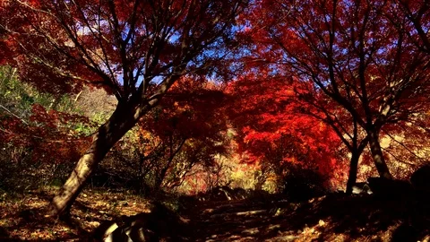 Autumn Leaves 4k Vidéo 77116873