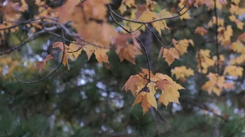 Autumn Leaves 4K Stock Footage 140366711