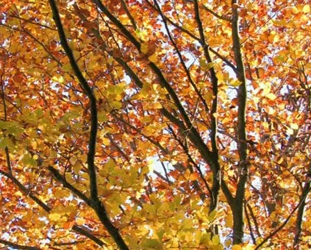 Autumn leaves. #53 库存影片 10735407