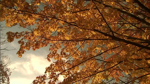 Autumn leaves-7 Stock Footage 296503568