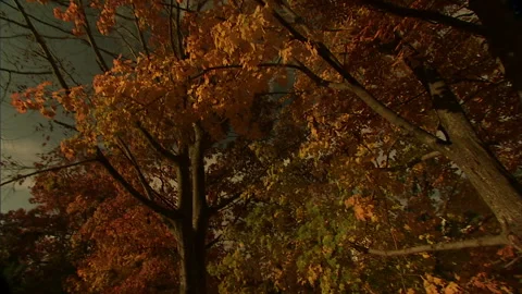Autumn leaves-8 Stock Footage 296503498