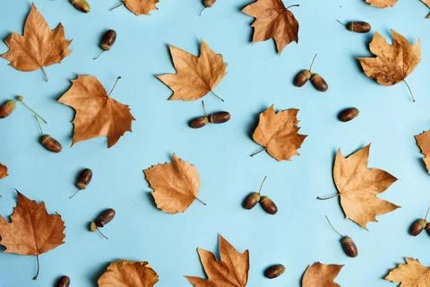 Autumn leaves with acorns composition pattern on pastel blue background fro.. Stock-Fotos