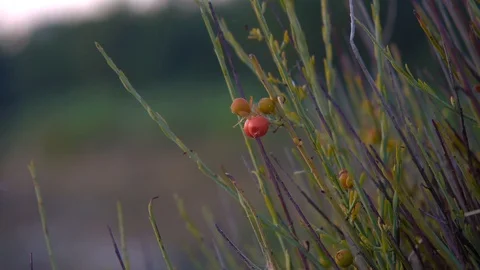 Autumn Leaves, Acorns, Stock Footage 94139423
