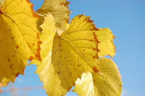 Autumn leaves against the sky Stock Photos