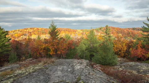 Autumn leaves and defined clouds Stock-Footage 43899488