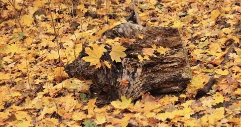 Autumn leaves and exposed roots create natural pattern. Video stock 289737553