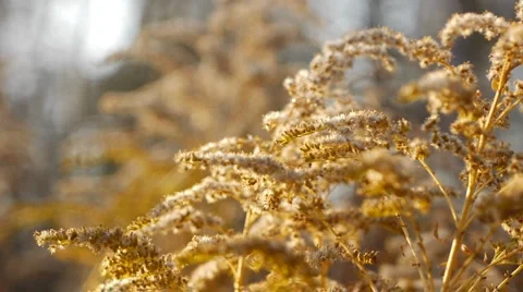 Autumn leaves and grasses 16 Stock Footage