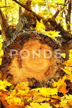 Autumn leaves and log Stock Photos