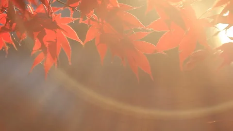 Autumn Leaves and the Rays of Sunset Through the Maple Trees Vídeo Stock 330283708