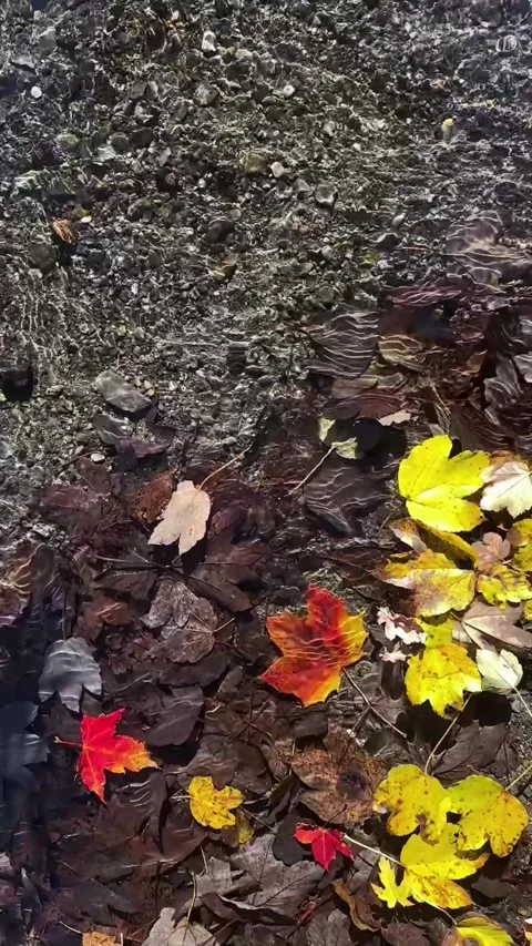 Autumn Leaves and Sunlit Patterns Underwater Background Stock Footage 289686180