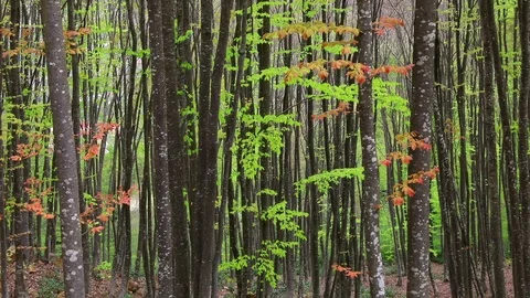 Autumn Leaves and Trees Stock Footage 94868632