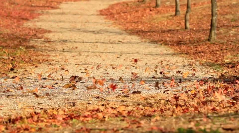 Autumn leaves are flying down the road. Stock Footage 32806925