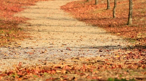 Autumn leaves are flying down the road. Stock Footage