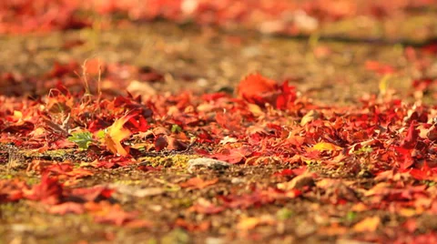 Autumn leaves are flying down the road. Stock Footage 33261589