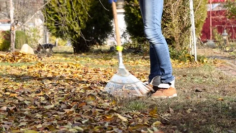 Autumn leaves are raked Stock Footage 95246653