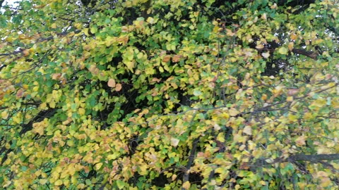 Autumn leaves background beach tree UK 4K Vidéo 221417559
