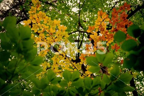 Autumn leaves with background colors Stock Photos