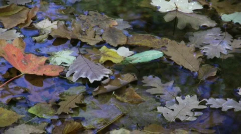 Autumn leaves background Video stock 585231