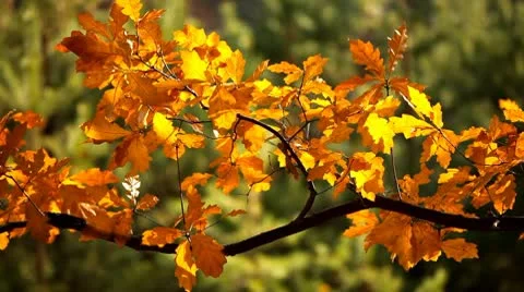 Autumn leaves background Video stock 9034501