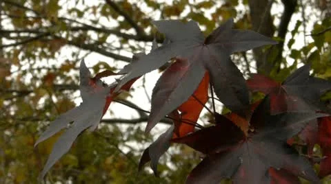 Autumn leaves background 動画素材 12421596