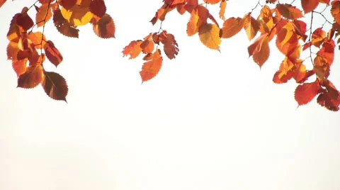 Autumn leaves background Stock Footage 43399006