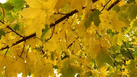 Autumn leaves background Stock Footage 96745110