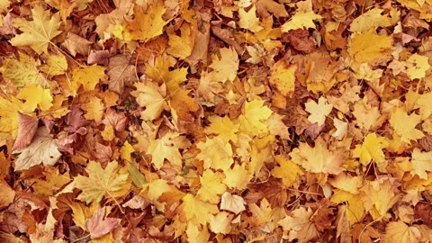 Autumn leaves background Stock Footage 137273485