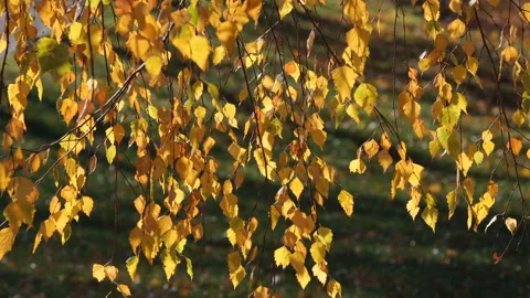 Autumn leaves background. Stock Footage 163914397