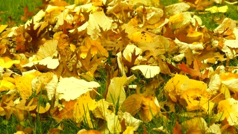 Autumn leaves background - golden withered tree leaves - green meadow - wind Stock Footage 141788024