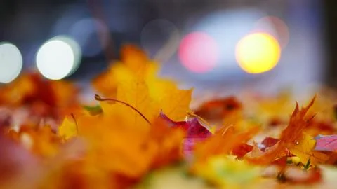 Autumn, leaves, background, leaf, fall, nature, assorted, thanksgiving, hal.. Stock Photos