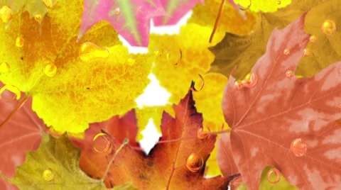 Autumn leaves background. Loop Stock Footage 8576248