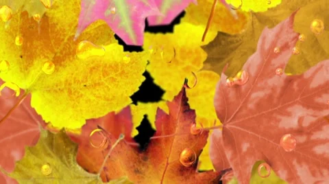Autumn leaves background. Loop Stock Footage 8576249