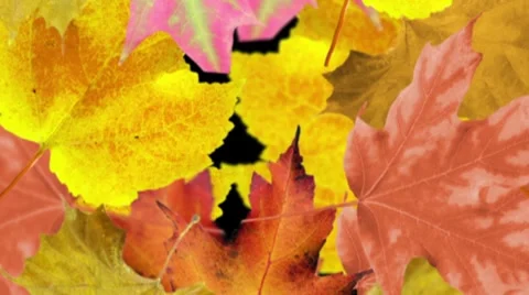 Autumn leaves background. Loop Stock Footage 8576295