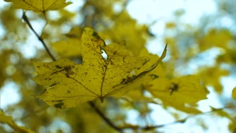 Autumn leaves background. Loop Stock Footage 81644580