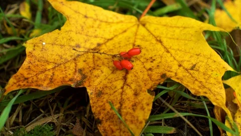 Autumn leaves background loop Stock Footage 81645983