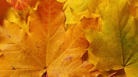 Autumn leaves background. Maple and oak fall leaf lay out  Stock Footage 314445904