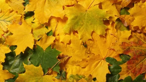 Autumn leaves background. Maple and oak fall leaf lay out  動画素材 314446071