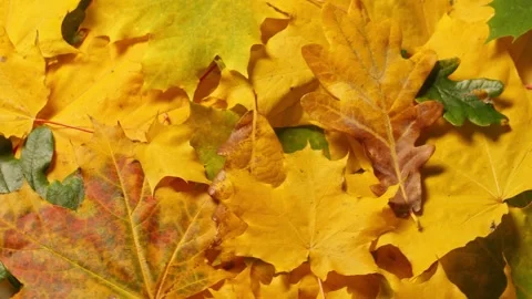 Autumn leaves background. Maple and oak fall leaf lay out  Stock Footage 316344151