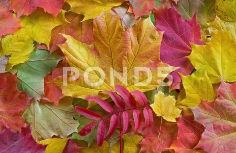 Autumn leaves background Stock Photos