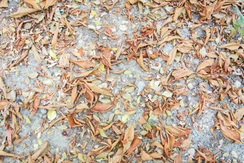 Autumn leaves background Stock Photos