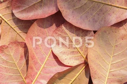 Autumn leaves background Stock Photos