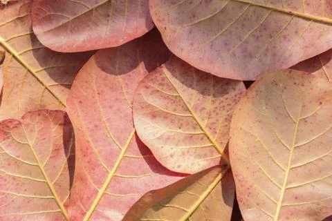 Autumn leaves background Stock Photos