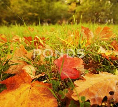 Autumn leaves background Stock Photos