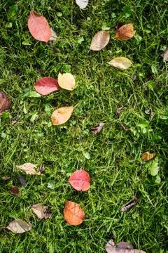 Autumn leaves background Foto stock