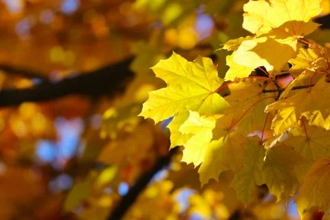 Autumn leaves background 库存照片